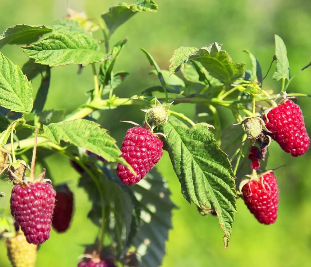 Dehner Himbeeren Himbeeren & Brombeeren|Beerensträucher - Himbeere 'Schönemann' Rot