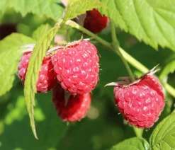 Dehner Himbeeren Himbeeren & Brombeeren|Beerensträucher > Himbeere 'Sugana® TwoTimer®',