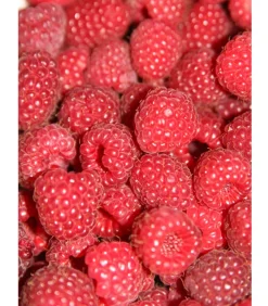 Dehner Himbeeren Himbeeren & Brombeeren|Beerensträucher > Himbeere 'Sugana® TwoTimer®',