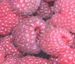 Dehner Himbeeren Himbeere 'Tula Magic®' Rot Outlet