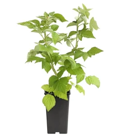 Dehner Himbeeren Himbeere 'Tula Magic®' Rot Outlet