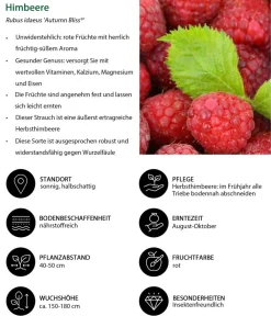 Dehner Himbeer-Set Himbeerfreude, 3-teilig Sale