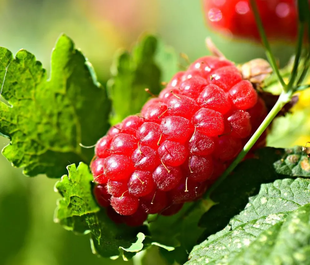 Dehner Himbeeren Weinreben & Gartenobst|Himbeeren & Brombeeren - Him-Brombeere 'Tayberry' Rot