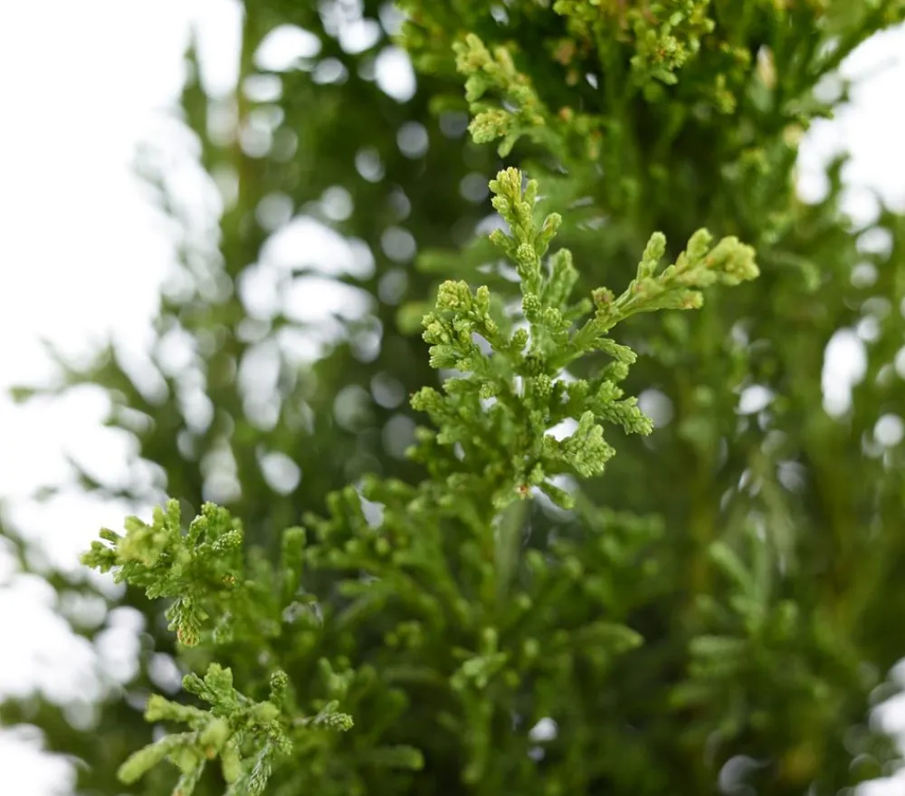 Dehner Koniferen - Hinoki-Scheinzypresse 'Drath' Grün
