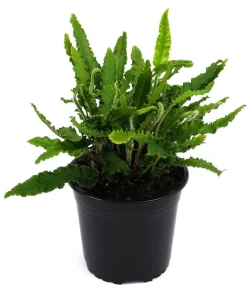 Dehner Blatt- & Schattenstauden > Hirschzungenfarn 'Angustifolia'