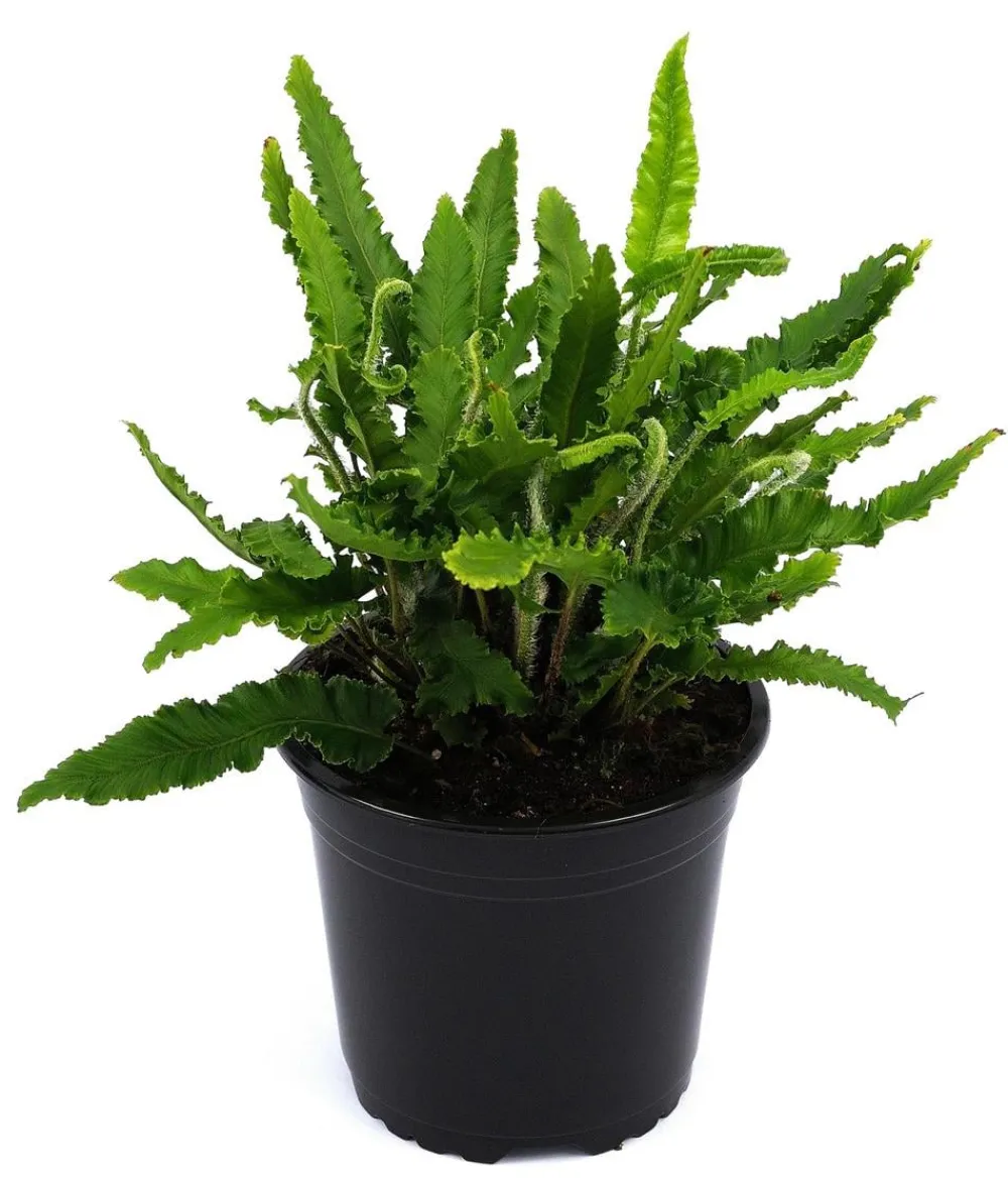Dehner Blatt- & Schattenstauden > Hirschzungenfarn 'Angustifolia'
