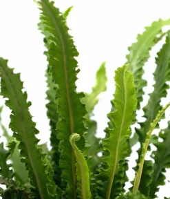 Dehner Blatt- & Schattenstauden > Hirschzungenfarn 'Angustifolia'