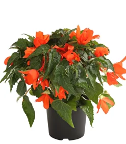 Dehner Hängebegonie Orange Best