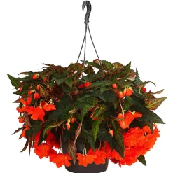 Dehner Pflanzenampeln|Hängende Sommerblüher > Hängebegonie 'Belina®', Ampel