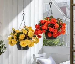 Dehner Pflanzenampeln|Hängende Sommerblüher > Hängebegonie 'Belina®', Ampel