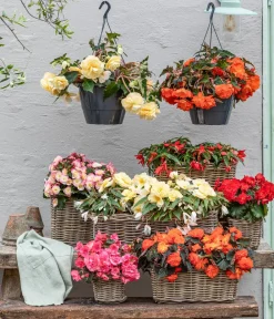 Dehner Pflanzenampeln|Hängende Sommerblüher > Hängebegonie 'Belina®', Ampel