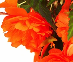 Dehner Pflanzenampeln|Hängende Sommerblüher > Hängebegonie 'Belina®', Ampel