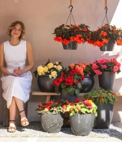 Dehner Hängende Sommerblüher|Sommerblumen > Hängebegonie 'Champagner'