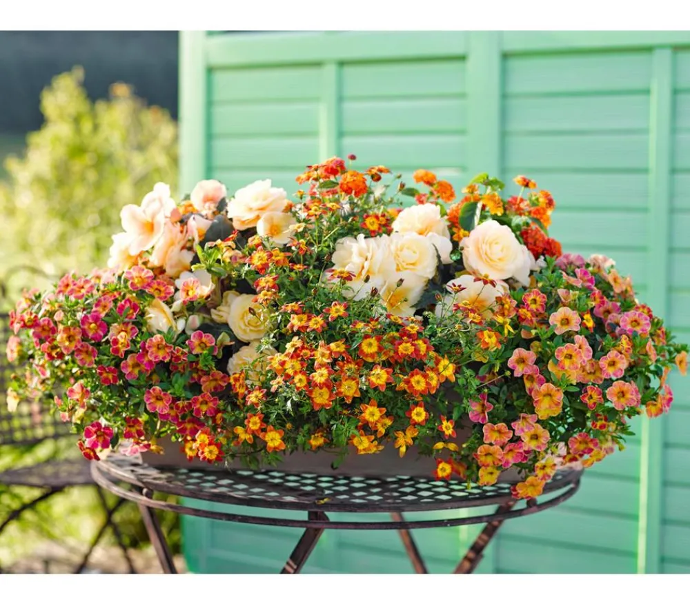 Dehner Hängende Sommerblüher|Sommerblumen > Hängebegonie 'Champagner'
