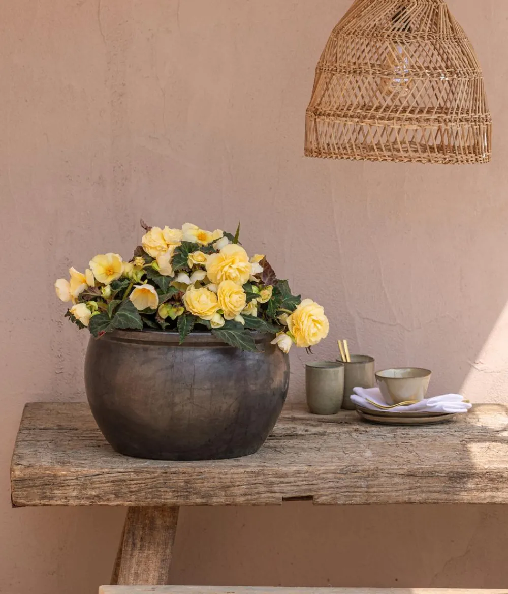Dehner Hängende Sommerblüher|Sommerblumen > Hängebegonie 'Champagner'
