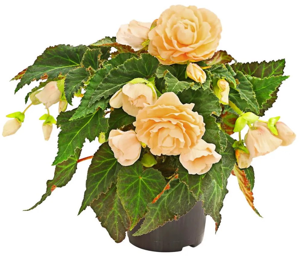 Dehner Hängende Sommerblüher|Sommerblumen > Hängebegonie 'Champagner'
