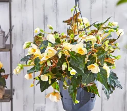 Dehner Pflanzenampeln|Hängende Sommerblüher - Hängebegonie 'Champagner', Ampel