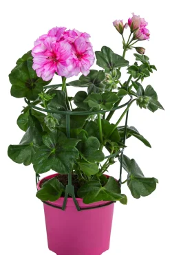 Dehner Hängende Sommerblüher|Geranien - Hängegeranie 'Corriente' Pink