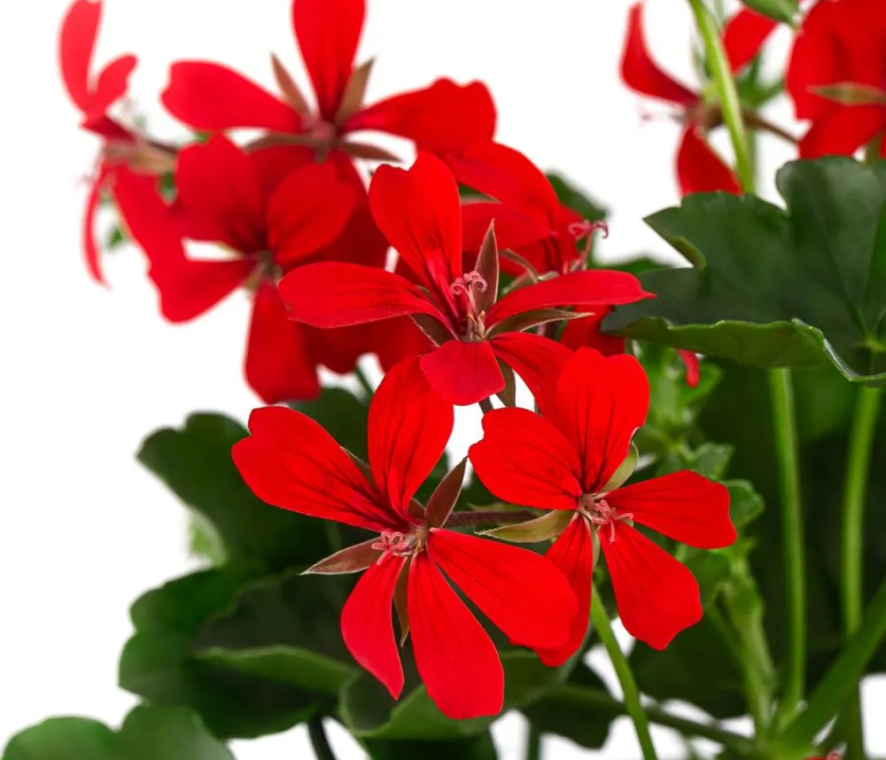 Dehner Hängende Sommerblüher|Geranien - Hängegeranie, einfach Rot