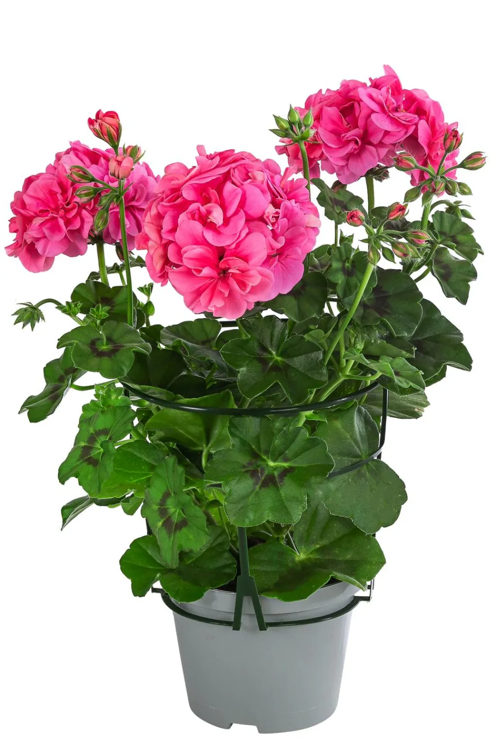 Dehner Hängende Sommerblüher|Geranien - Hängegeranie, gefüllt Rosa