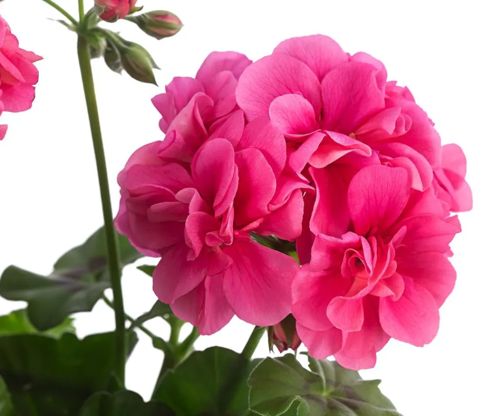 Dehner Hängende Sommerblüher|Geranien - Hängegeranie, gefüllt Rosa