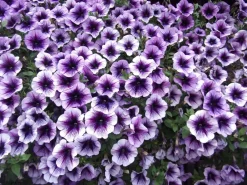 Dehner Petunien|Hängende Sommerblüher > Hängepetunie, Besonderheit, verschiedene Farben