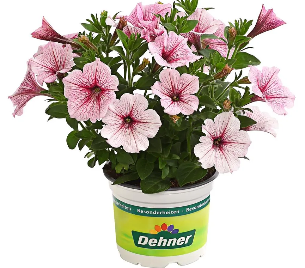 Dehner Petunien|Hängende Sommerblüher > Hängepetunie, Besonderheit, verschiedene Farben