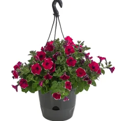 Dehner Hängepetunie 'Burgundy Picotee', Ampel Clearance