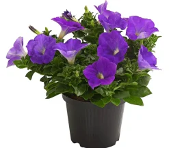 Dehner Hängepetunie, ca. 15-25 cm Blau Online