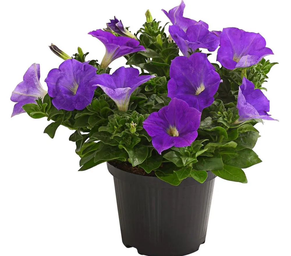Dehner Hängepetunie, ca. 15-25 cm Blau Online