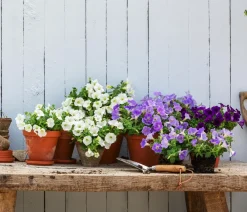 Dehner Petunien|Sommerblumen - Hängepetunie, ca. 15-25 cm Weiß