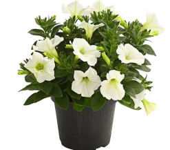 Dehner Petunien|Sommerblumen - Hängepetunie, ca. 15-25 cm Weiß