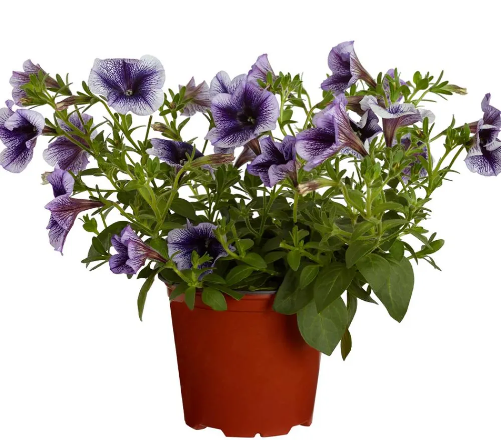 Dehner Petunien|Hängende Sommerblüher > Hängepetunie, ca. 20-35 cm