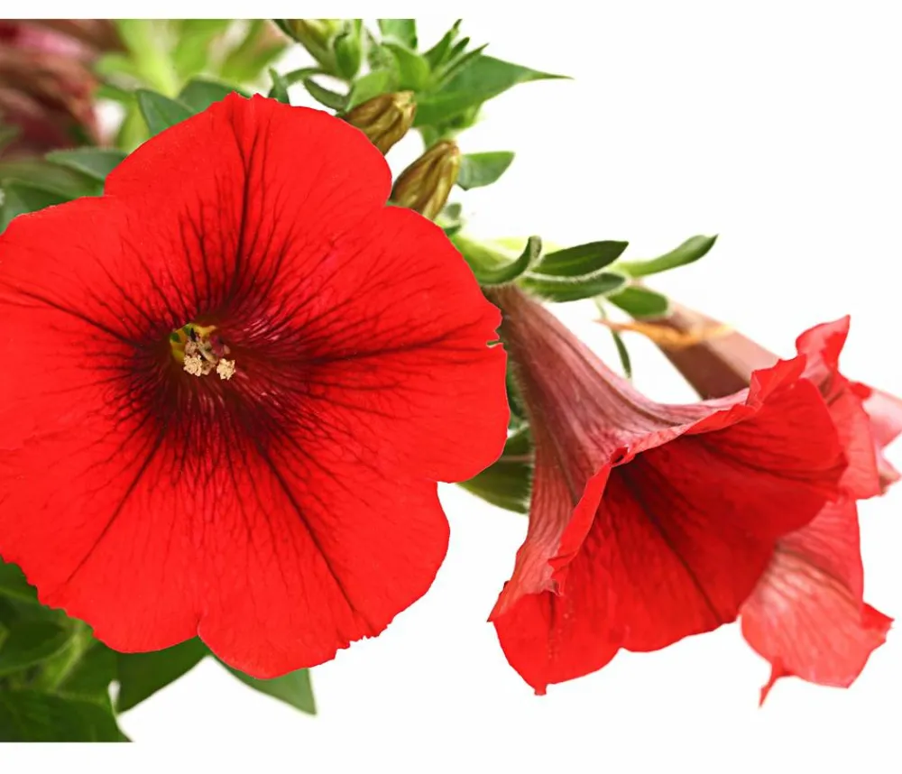 Dehner Hängepetunie, ca. 20-35 cm Rot Online