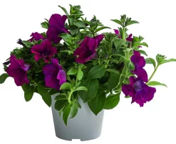 Dehner Hängepetunie, ca. 20-35 cm Lila Online