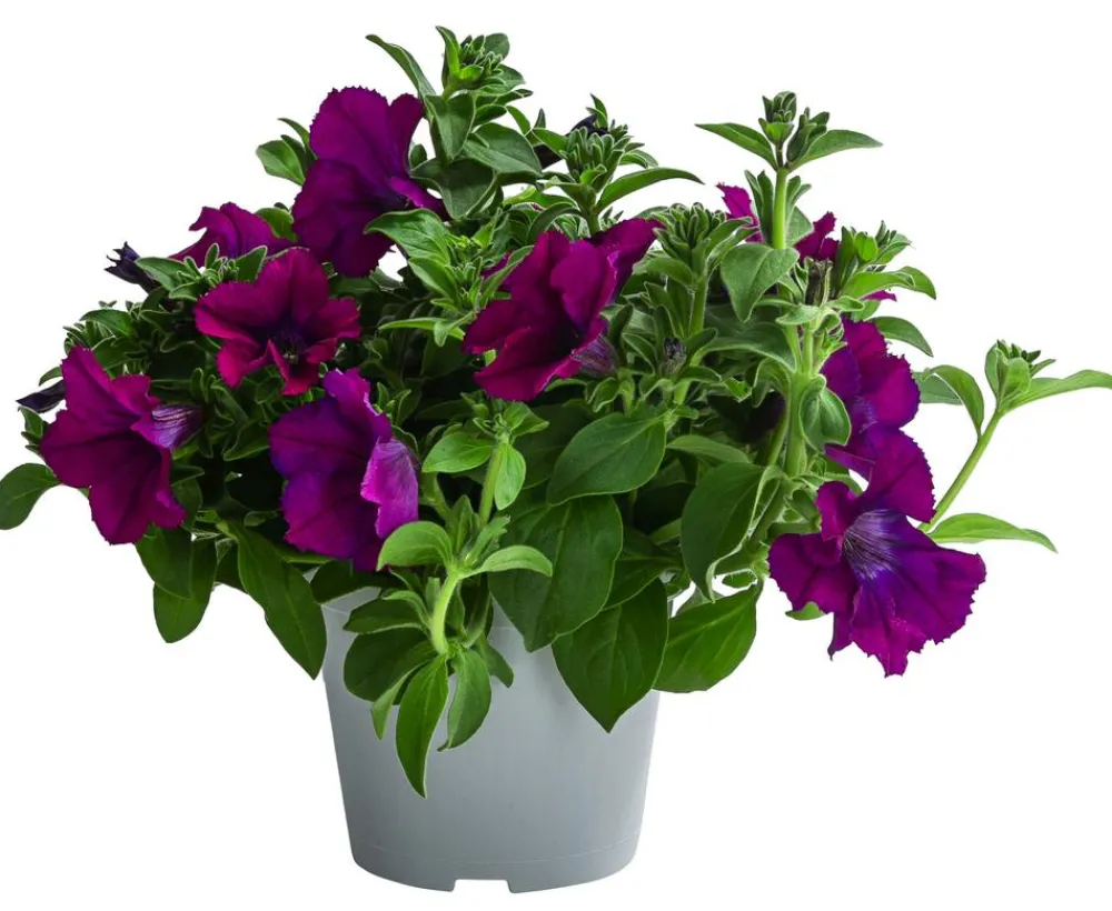 Dehner Hängepetunie, ca. 20-35 cm Lila Online