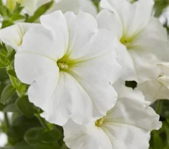 Dehner Petunien|Hängende Sommerblüher - Hängepetunie, ca. 20-35 cm Weiß