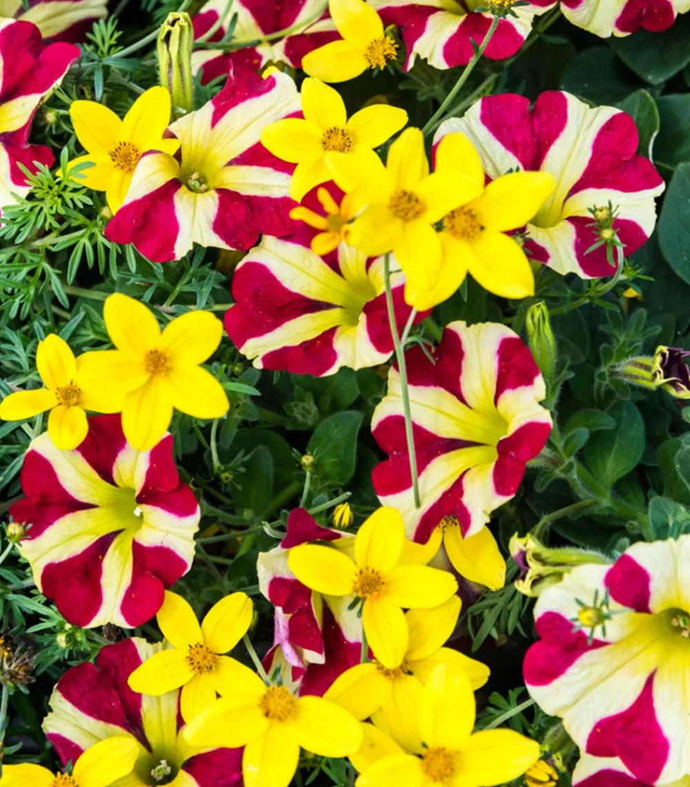 Dehner Petunien|Hängende Sommerblüher > Hängepetunie 'Queen of Hearts®'
