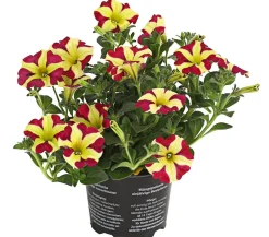 Dehner Petunien|Hängende Sommerblüher > Hängepetunie 'Queen of Hearts®'