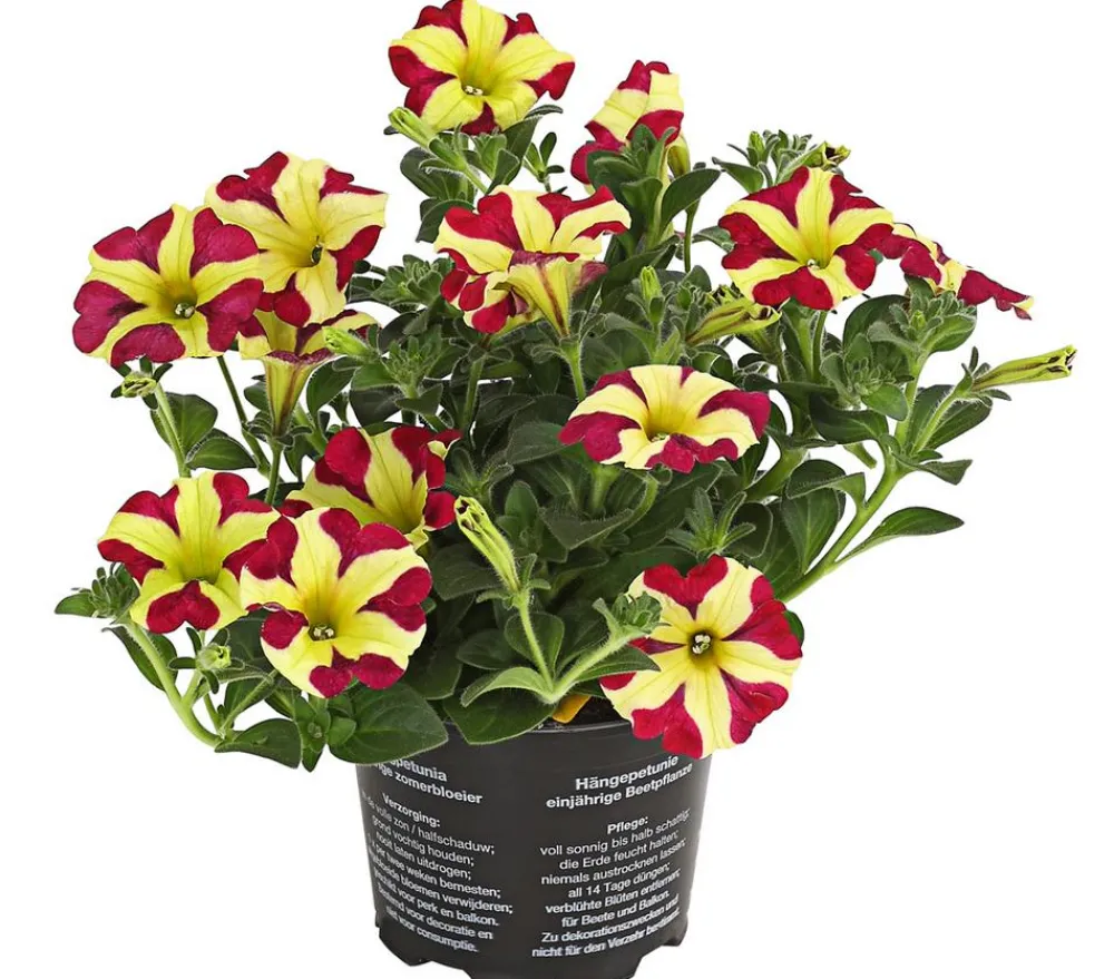 Dehner Petunien|Hängende Sommerblüher > Hängepetunie 'Queen of Hearts®'