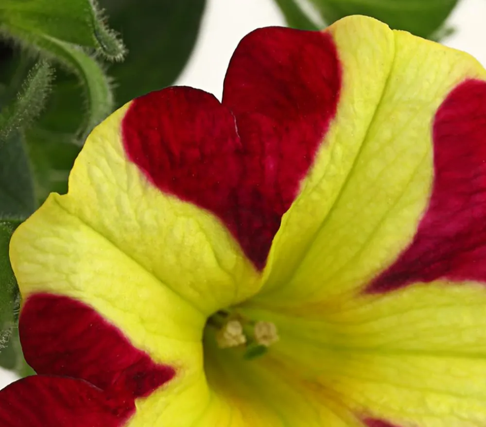 Dehner Petunien|Hängende Sommerblüher > Hängepetunie 'Queen of Hearts®'