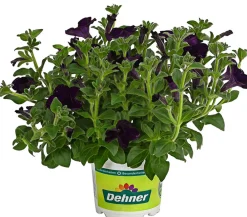 Dehner Petunien|Hängende Sommerblüher > Hängepetunie 'Surfinia', verschiedene Farben