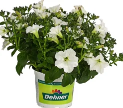 Dehner Petunien|Hängende Sommerblüher > Hängepetunie 'Surfinia', verschiedene Farben