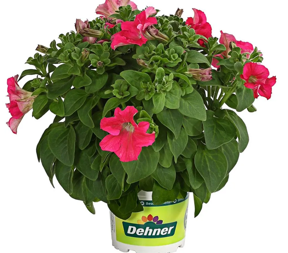 Dehner Petunien|Hängende Sommerblüher > Hängepetunie 'Surfinia', verschiedene Farben