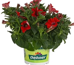 Dehner Petunien|Hängende Sommerblüher > Hängepetunie 'Surfinia', verschiedene Farben