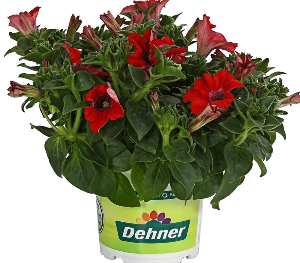 Dehner Petunien|Hängende Sommerblüher > Hängepetunie 'Surfinia', verschiedene Farben