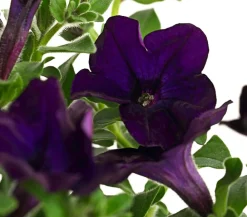 Dehner Petunien|Hängende Sommerblüher > Hängepetunie 'Surfinia', verschiedene Farben