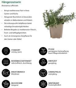 Dehner Garten- & Heilkräuter|Küchenkräuter > Hängerosmarin