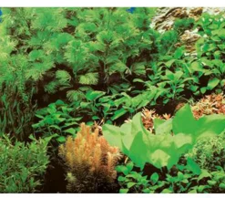 Hobby® Aquarium Rückwand Pflanzen 8/Marine Blue Hot