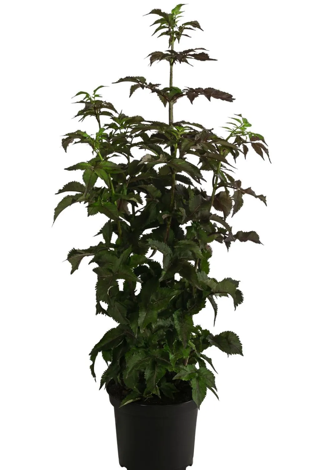 Dehner Nüsse & Besondere Obstbäume|Obstbäume - Holunder 'Black Tower' Dunkelrot